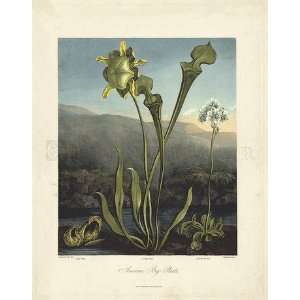   Temple of Flora, Plate 25, American Bog Plants 