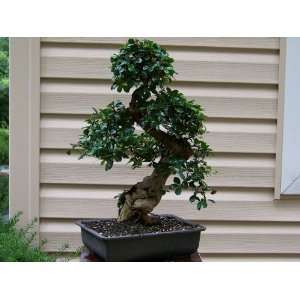 Fukien Tea Bonsai #101 Grocery & Gourmet Food