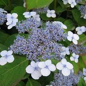  HYDRANGEA BLUEBIRD / 3 gallon Potted Patio, Lawn 