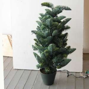  2 Noble Fir Tree Holiday Decoration