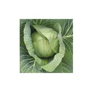  Invento F 1 Cabbage   25,000 Seeds Patio, Lawn & Garden