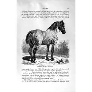   NATURAL HISTORY 1894 PERCHERON CART HORSE CLYDESDALE: Home & Kitchen