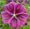 MALVA FLOWERS WHOLE Malva sylvestris 1/2 LB