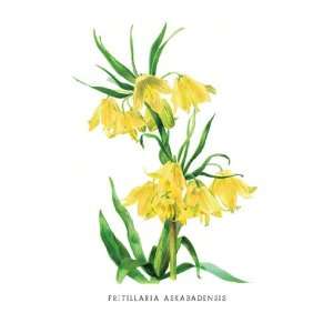  Fritillaria Askabadensis 12X18 Art Paper with Gold Frame 