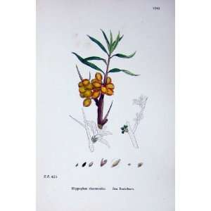  Botany Plants C1902 Sea Buckthorn Hippophae Rhamnoides 