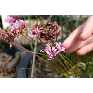  NERINE MASONIORUM: Pet Supplies