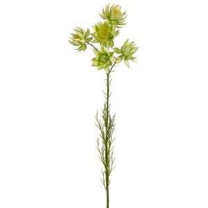  26 Nigella Spray Green (Pack of 12)