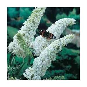  50 WHITE BUTTERFLY BUSH Buddleia Davidii Flower Shrub 