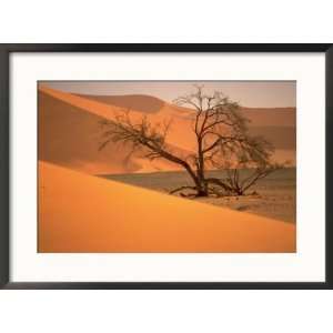  Tree in Namibia Desert, Namibia, Africa Framed 
