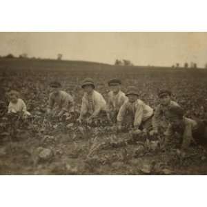   working in the sugar beets for Louis Startz, a farmer: Home & Garden