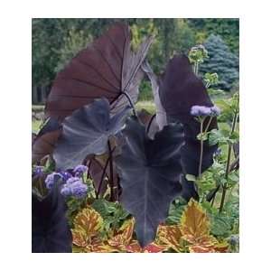  Colocasia esculenta Black Magic Patio, Lawn & Garden