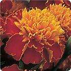 THOMPSON MORGANS MARIGOLD SEEDS MR MAJESTIC 25 SEEDS items in Marys 