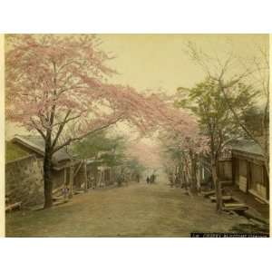 Cherry Trees are in Blossom in Spring in This Japanese Village Street 
