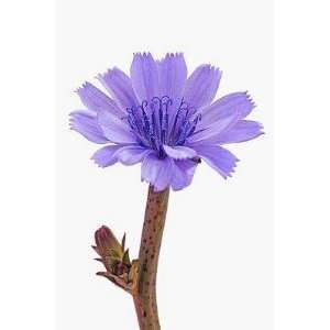  Chicory Flower   Peel and Stick Wall Decal by Wallmonkeys 