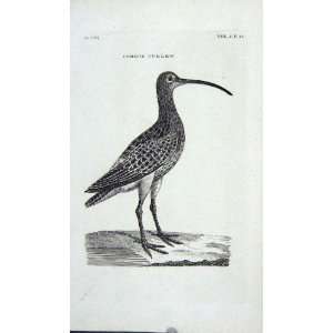    ANTIQUE ENGRAVING COMMON CURLEW BIRD OLD PRINT
