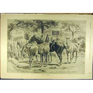   1892 Holiday Horses Grass Field Sturgess Horse Print