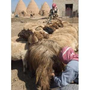 Sheep Being Milked in Front of Beehive Houses Built of Brick and Mud 