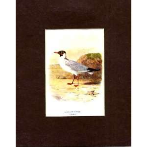  Black Head Gull Thorburn Old Antique Bird Print