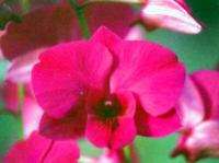 HAWAIIAN DENDROBIUM ORCHID PLANTS ~ GROW HAWAII  