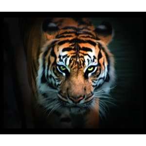  Eye of the Tiger Mouse Mat