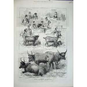 1881 Dairy Show Cattle Goat Milk Men Animals Old Print 