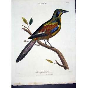  Wilkes Birds C 1804 The Splendid Cron: Home & Kitchen