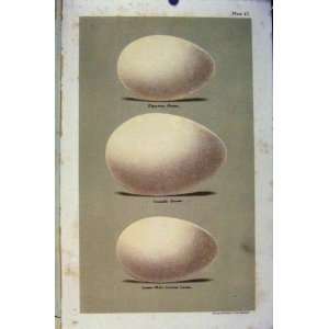   Plate 12 Egyptian Goose Canada Bird Eggs Seebohm Print