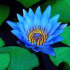 Lotus flower Nelumbo nucifera 5 seed diamond Blue Plant items in hi 