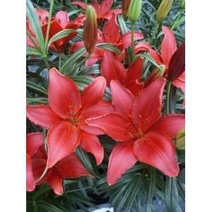  Pre cooled Lily Monte Negro 14 16 cm. 300 pack Patio 