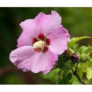   Rose of Sharon   Hibiscus   Althea   Potted Patio, Lawn & Garden