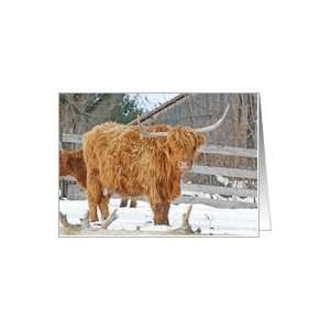  Highland Cattle Christmas Card Card: Health & Personal 