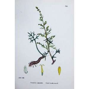  Sowerby Plants C1902 Field Southernwood Artemisia