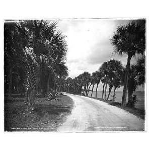  Road to Cocoa along Indian River, Rockledge, Fla.