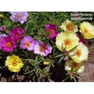   Mixed Colors MOSS ROSE Portulaca Flower Seeds: Patio, Lawn & Garden