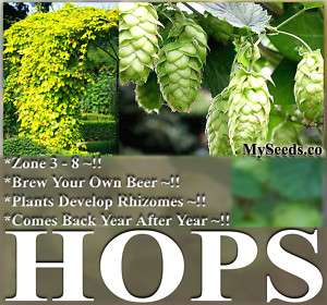 HOPS Humulus lupulus Seeds ~ Brew Your OWN BEER TODAY ~  