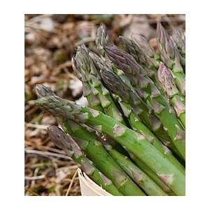 Asparagus Purple Passion 25 crowns Patio, Lawn & Garden