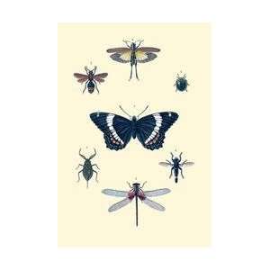 Insect Study #1 12x18 Giclee on canvas