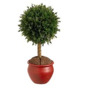 9 Cedar Ball Topiary in Pot Green Gold (Pack of 6): Home 