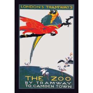  London Zoo The Macaw 20X30 Canvas