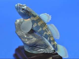FRESH WATER FISH MINIATURE PVC CAPSULE MUSEUM TAXIDERMY REPLICA AMUR 