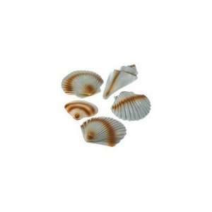  Sea Shell Decorations: Health & Personal Care