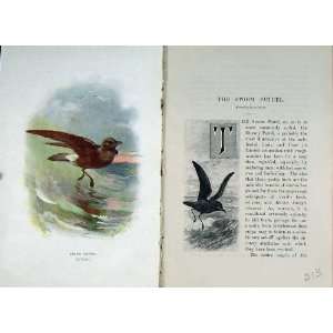   1901 Swaysland Wild Birds Storm Petrel Web Footed Bird: Home & Kitchen