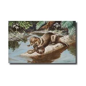 An Otter Captures And Eats A Water Snake Giclee Print  