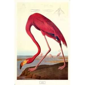  John Woodhouse Audubon   Pink Flamingo Canvas
