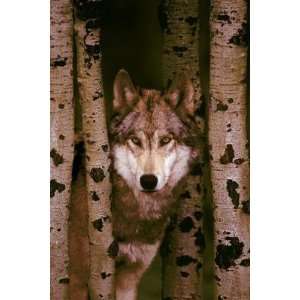  Gray Wolf Poster Print: Home & Kitchen