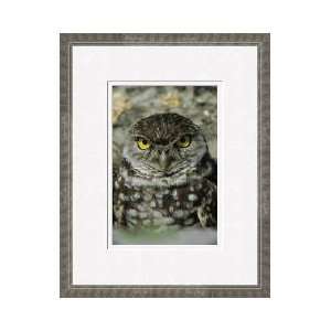  Burrowing Owl Florida Framed Giclee Print