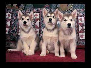 SIBERIAN HUSKY PUPPIES 500 PIECE PUZZLE FREE PRIORITY MAIL SHIPPING 