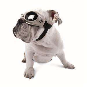 Dog goggles doggles doggie eye wear eyewear dogs  