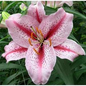 Hybrid Tiger Edition Oriental Lily Flower Bulb, NEW  