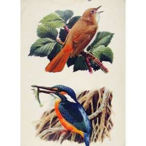  Nightingale Kingfisher Old Print C1945 Color Bird Art 